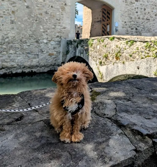 Puppy